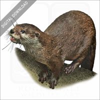 Hairy-Nosed Otter stock image