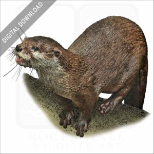 Hairy-Nosed Otter stock image