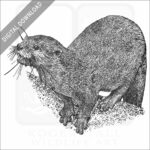 Hairy-Nosed Otter