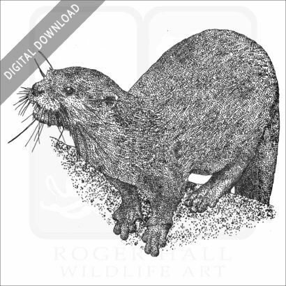 Hairy-Nosed Otter