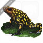 Harlequin Poison Dart Frog stock image