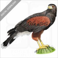 Harris's Hawk stock image