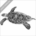 Hawksbill Sea Turtle