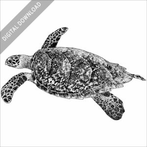 Hawksbill Sea Turtle