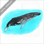 Humpback Whale stock image