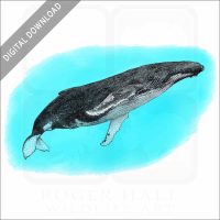 Humpback Whale stock image