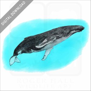 Humpback Whale stock image