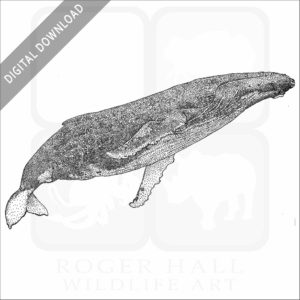Humpback Whale