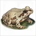 Illinois Chorus Frog illustration