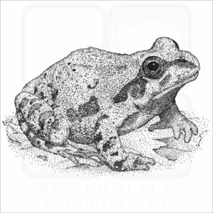 Illinois Chorus Frog