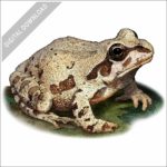 Illinois Chorus Frog stock image