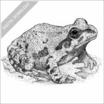 Illinois Chorus Frog