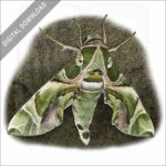 Jade Hawk Moth stock image