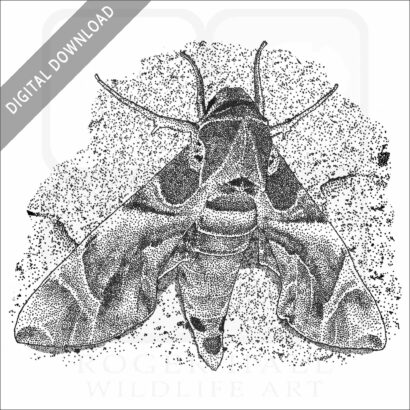 Jade Hawk Moth