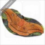 Japanese Silk Moth stock image