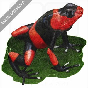 Lehmann's Poison Dart Frog stock image
