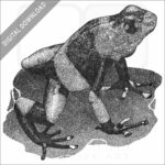 Lehmann's Poison Dart Frog