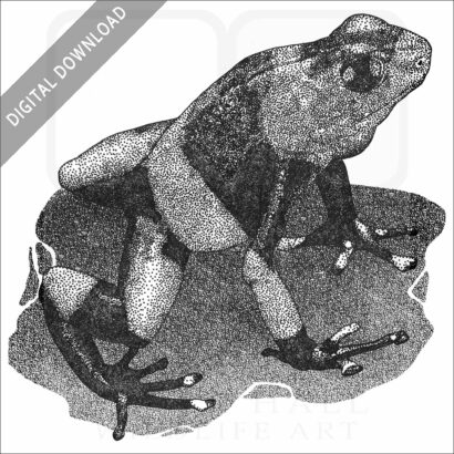 Lehmann's Poison Dart Frog