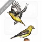 Lesser Goldfinch stock image