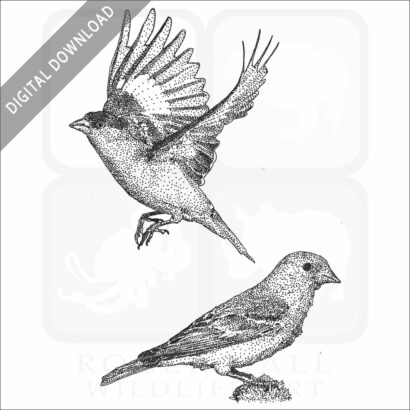 Lesser Goldfinch
