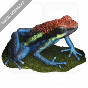 Manu Poison Dart Frog stock image