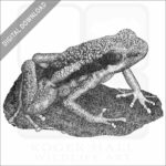 Manu Poison Dart Frog
