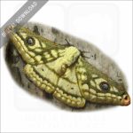 Marbled Emperor Moth stock image