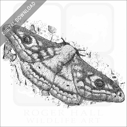 Marbled Emperor Moth