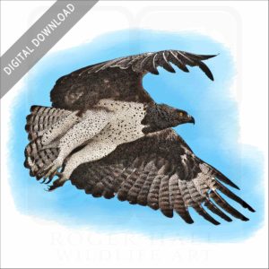 Martial Eagle stock image