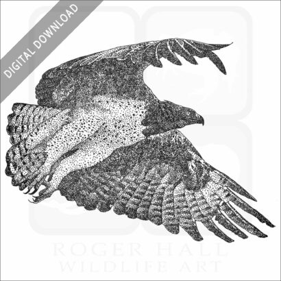 Martial Eagle