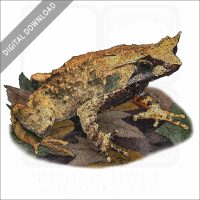 Mindanao Horned Frog stock image