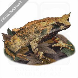 Mindanao Horned Frog stock image