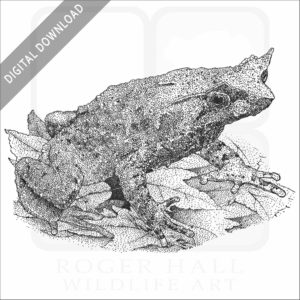 Mindanao Horned Frog