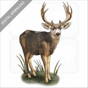Mule Deer stock image