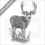 Mule Deer