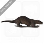 Neotropical River Otter stock image