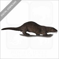 Neotropical River Otter stock image