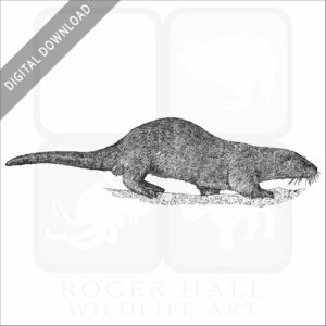 Neotropical River Otter