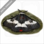 Nevada Buck Moth stock image