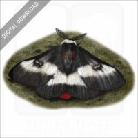Nevada Buck Moth stock image