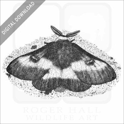 Nevada Buck Moth