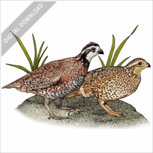 Northern Bobwhite stock image