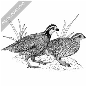 Northern Bobwhite Quail