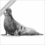 Northern Elephant Seal