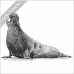 Northern Elephant Seal