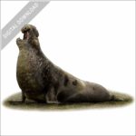 Northern Elephant Seal stock image