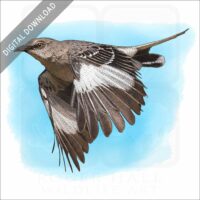 Northern Mockingbird stock image