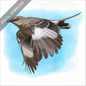 Northern Mockingbird stock image