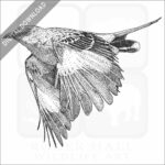 Stock Art Drawing of a Northern Mockingbird - Image 2