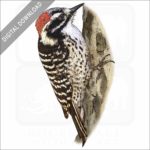 Nuttall's Woodpecker stock image